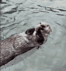 Clapping Otter GIF