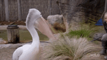 Scratching An Itch National Geographic GIF - Scratching An Itch National Geographic Secrets Of The Zoo Down GIFs