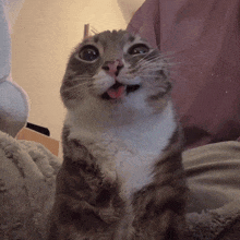 a cat sticking its tongue out and looking up at the camera