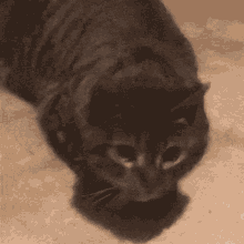 Dindin Cute GIF - Dindin Cute Cat GIFs