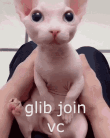Glib Join Vc Bingus GIF - Glib Join Vc Bingus Cat GIFs