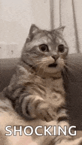a cat is sitting on a person 's lap with its mouth open and looking surprised .