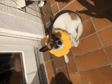 Lumi Dog GIF - Lumi Dog GIFs