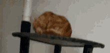 Cats What GIF - Cats Cat What GIFs