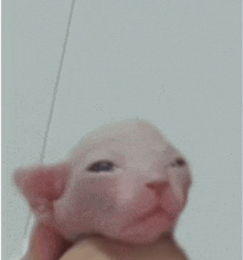 Ugly Cat Hairless Cat GIF