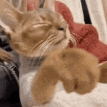 a cat is sitting on a bed with its eyes closed and its paws up .