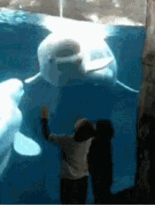 Dolphin Whale GIF