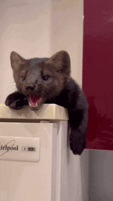 a cat is sitting on a whirlpool refrigerator