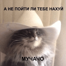 a cat wearing a white cowboy hat with a caption in a foreign language