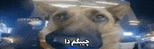 a close up of a dog 's face with a foreign language on it .