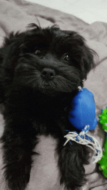 a small black dog is laying on a blanket with a blue toy