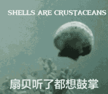 Shell Crustaceans GIF