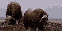 Musk Ox Musk Oxen GIF - Musk Ox Musk Oxen Wildlife Of Canada GIFs