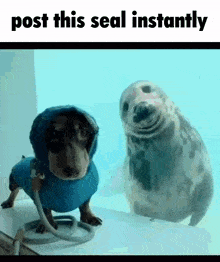 Seal Dog GIF - Seal Dog Post This Seal GIFs
