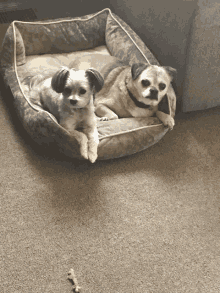 Paisley And Paco GIF - Paisley And Paco GIFs