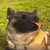 Dog With Butterfly Dog Butterfly Meme GIF - Dog With Butterfly Dog Butterfly Meme Dog Meme GIFs