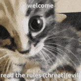 Kitty Read The Rules GIF - Kitty Read The Rules Discord GIFs