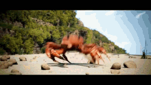 I Have A Copy Of Sunset Vacation Crab Rave GIF - I Have A Copy Of Sunset Vacation Crab Rave Crab GIFs