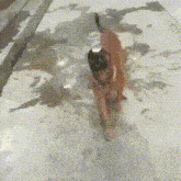 a dog is walking on a snowy surface with a blurred background