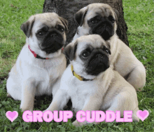Pug Cuddle GIF - Pug Cuddle GIFs