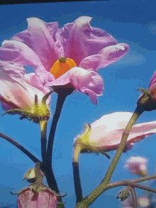 Flower Pink Flower GIF