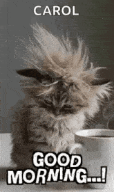 a fluffy kitten is sitting next to a cup of coffee and says `` good morning carol '' .