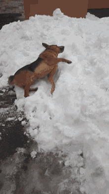 a dog laying in a pile of snow on the ground