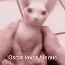 Oscar Loves Bingus GIF - Oscar Loves Bingus GIFs