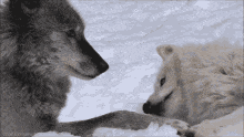a couple of wolves looking at each other in the snow