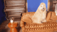 a dog is sitting on a couch in a living room