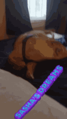 Dreamingdog GIF - Dreamingdog GIFs