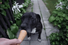 Dog Ice Cream GIF - Dog Ice Cream Eat GIFs