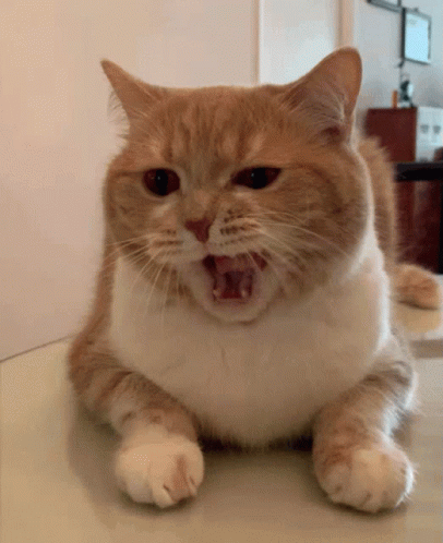 cat-yawning.gif