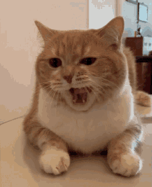 Cat Yawning GIF - Cat Yawning Bored GIFs
