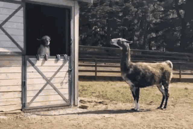 Llama Cute GIF - Llama Lama Cute - Discover & Share GIFs