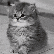 a black and white photo of a fluffy kitten sitting on the floor