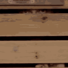 a person is peeking through a wooden fence .