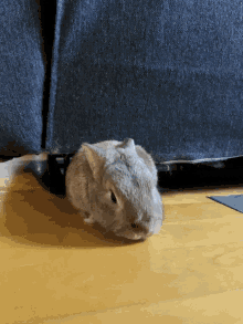 Bunny Couch GIF - Bunny Couch GIFs