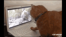 a cat is looking at a laptop with a picture of a bear on the screen