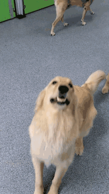 Jumping Golden GIF - Jumping Golden Dog GIFs