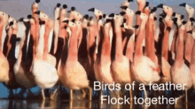 Together Birds GIF - Together Birds Love GIFs