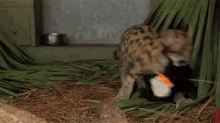 cub leopard plushie baby animal