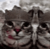 Cat War GIF - Cat War GIFs