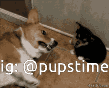 a picture of a dog and a puppy with the hashtag @pupstime on the bottom