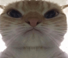 a close up of a cat 's face with a blurred background .