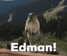 Edman Edmanhours GIF - Edman Edmanhours GIFs