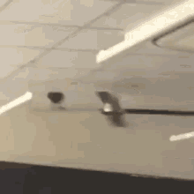 Crow Spin GIF - Crow Spin Fan GIFs