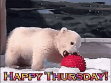 Happy Thursday Polar Bear GIF - Happy Thursday Polar Bear Cute GIFs