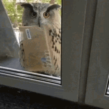 Mail Owl GIF - Mail Owl GIFs