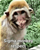 Sigma Monkey GIF - Sigma Monkey Respect GIFs